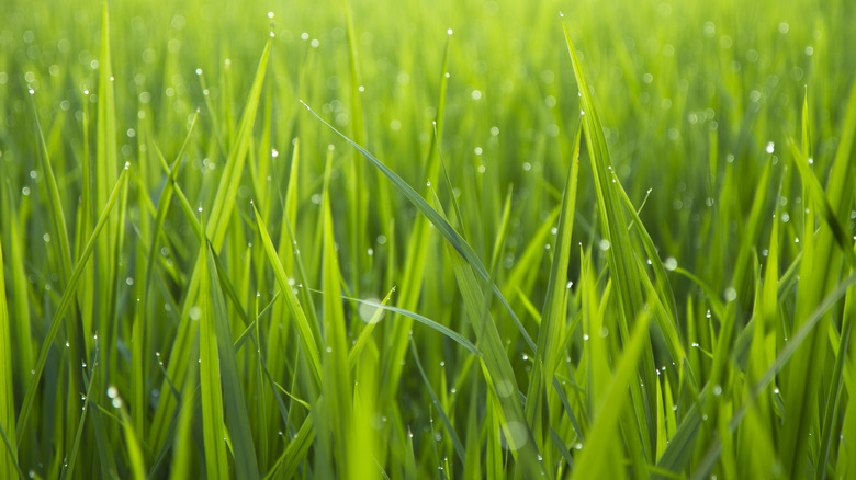 Morning dew on green grass 