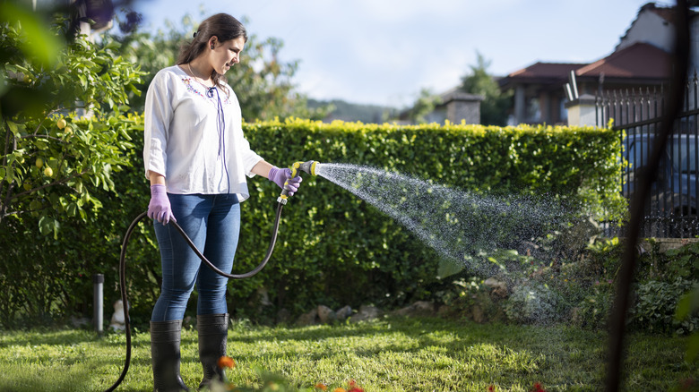 Woman watering her lawn with a hose 
