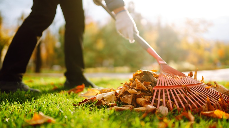 Homeowner raking leaves 
