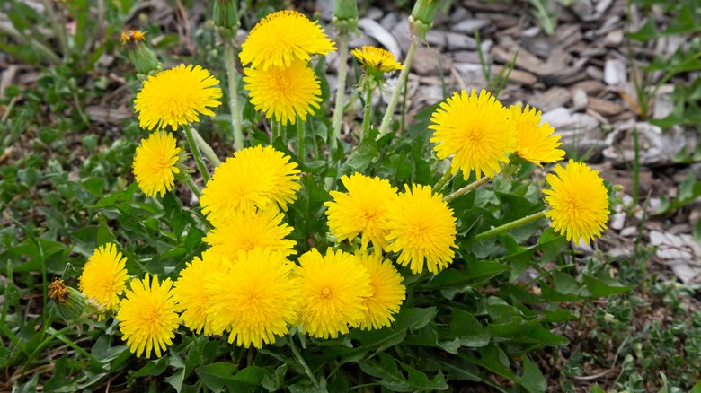 Patch of dandelions 