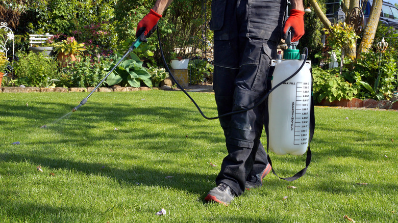 Person applying lawn weed control