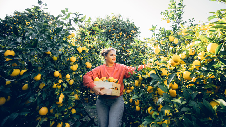 Smiling woman picking lemons