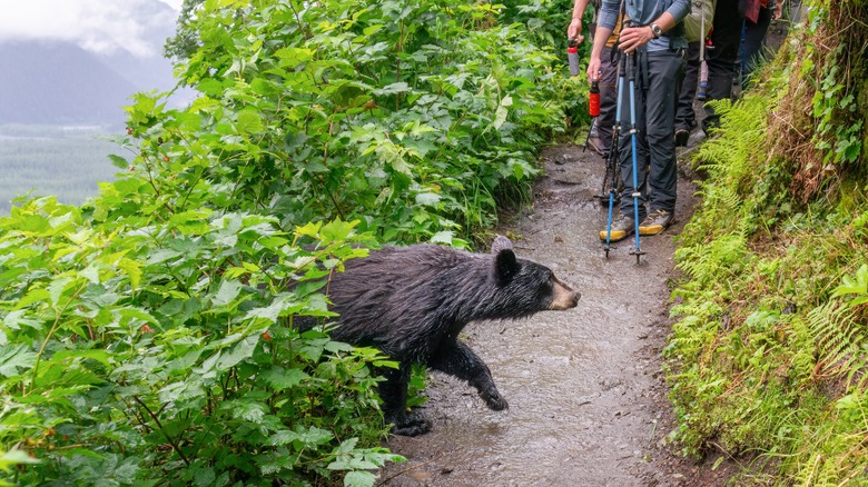 small bear and hikers