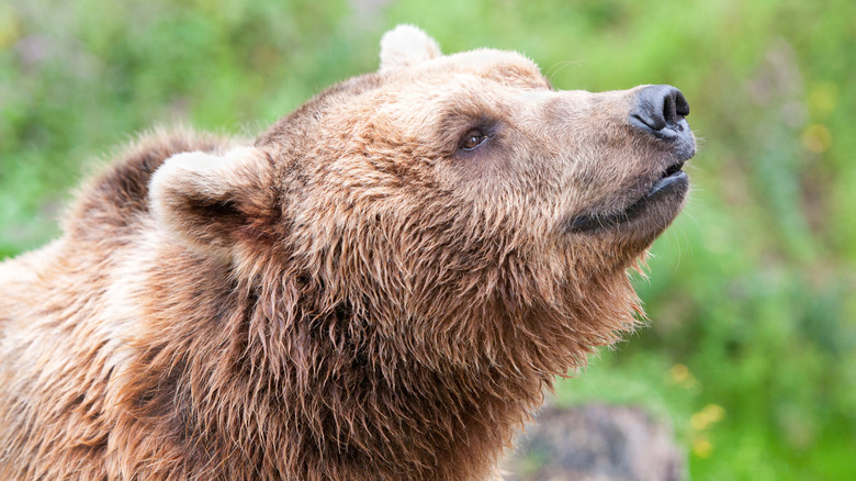 Bear smelling the air