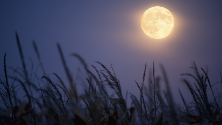 Full moon above crops 