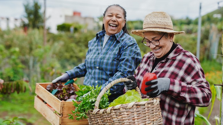 Two women harvesting vegetables