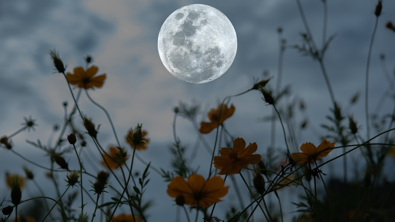 Full moon in background of garden