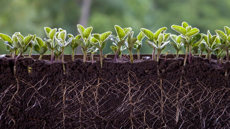 Plants sprouting