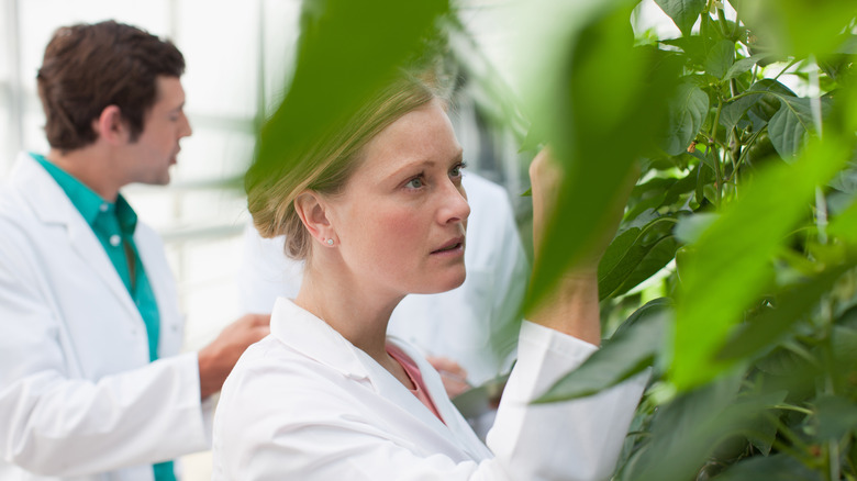 Scientist looking at plants