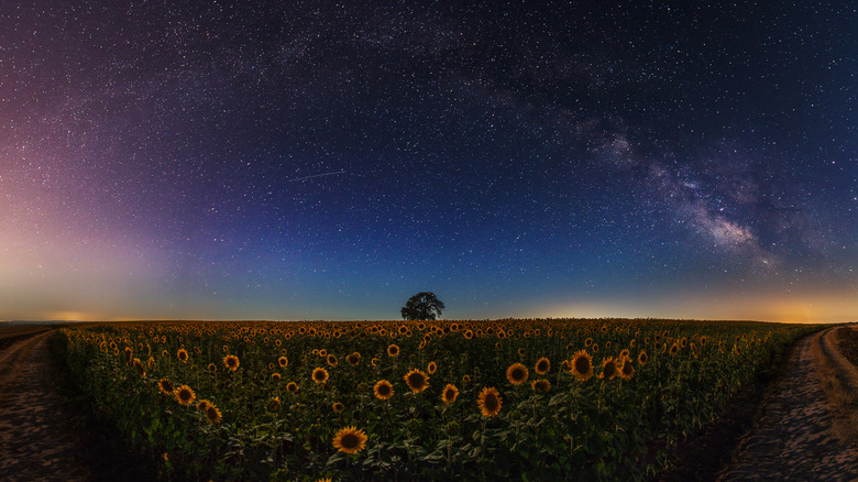 Sunflower patch at night