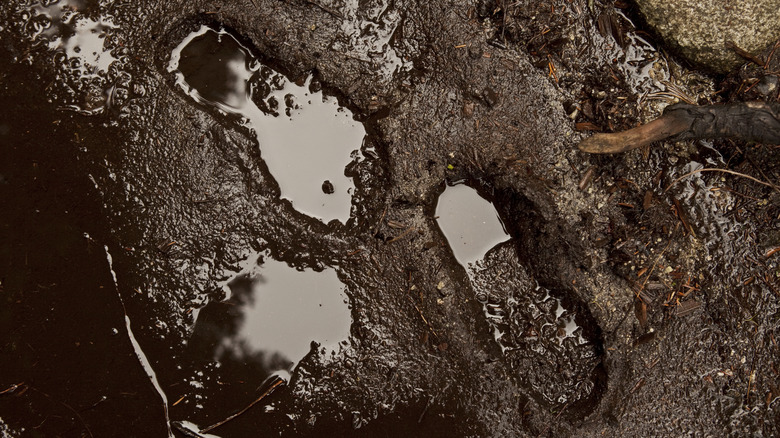 Footprints in wet soil
