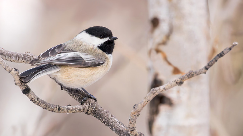 Black-capped chickadee on aspen branch