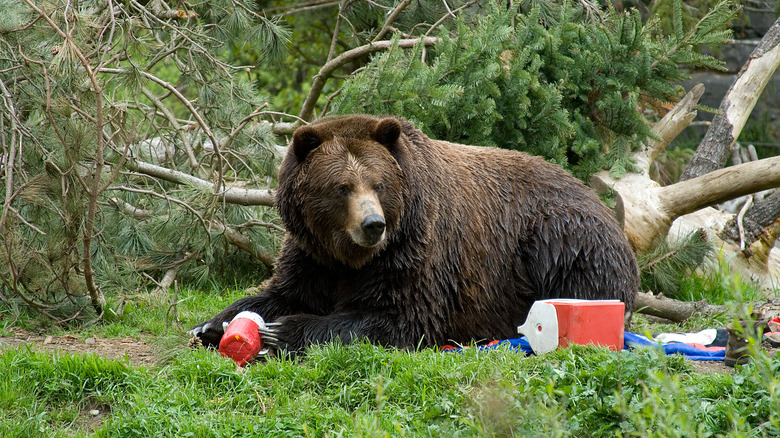 Bear getting at food 