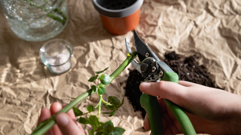 Person preparing plants for propegation