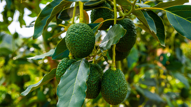 Wild avocados growing on a tree