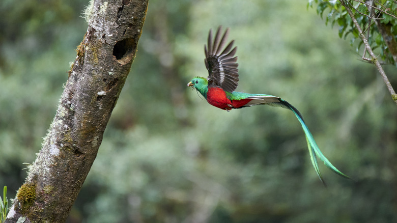 Resplendent quetzal in flight