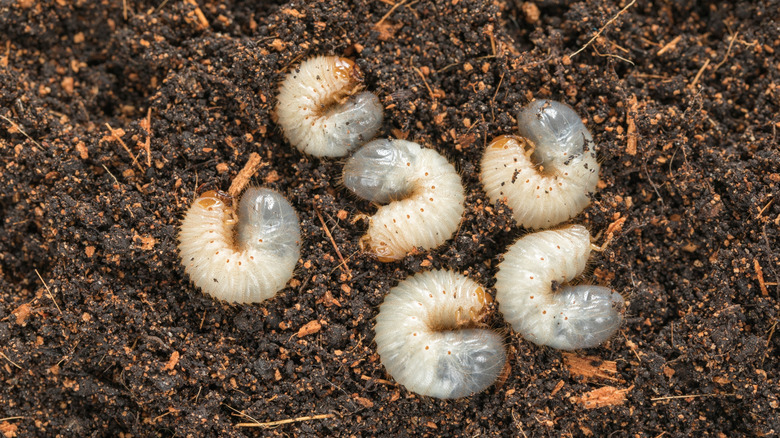 Grub worms in soil, close up