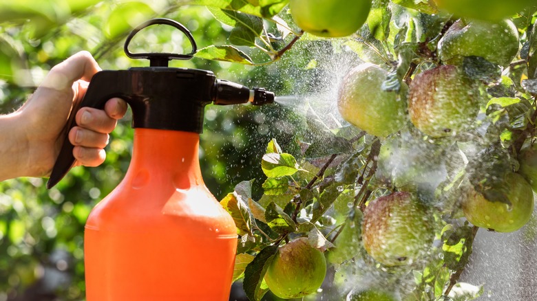 Gardener spraying fruits with pesticide