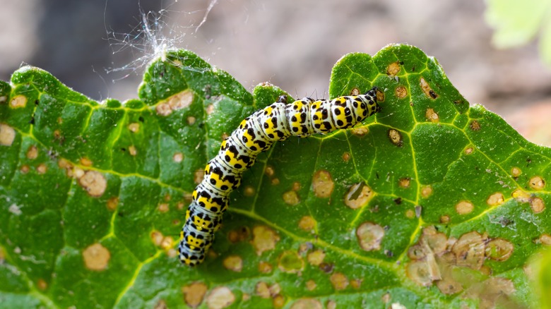 Caterpillar feeding on flower leaves