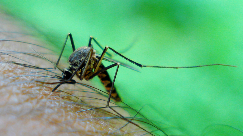 Mosquito on arm, close-up