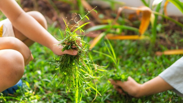 Two people hand pulling bunches of green weeds from the ground