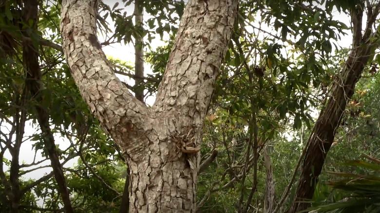 Black Poisonwood that caused problems in "Naked and Afraid".