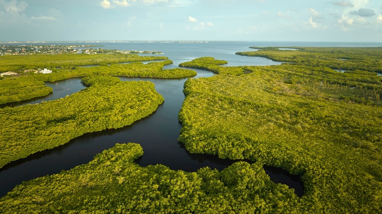 View of Everglades National Park