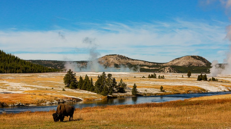 Bison at Yellowstone National Park 
