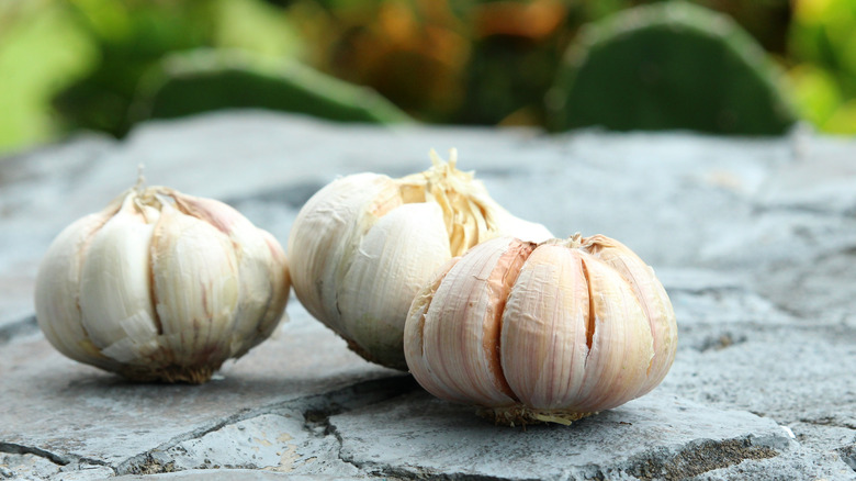 Garlic on stone table outside