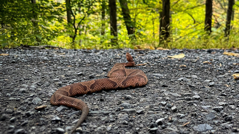 Snake moving along trail in woods