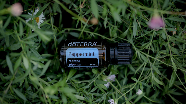 Peppermint essential oil bottle in grass