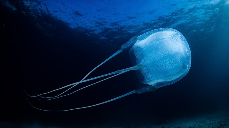 Luminous box jellyfish 