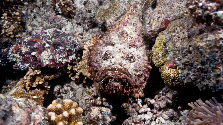 A well camoflauged stonefish 