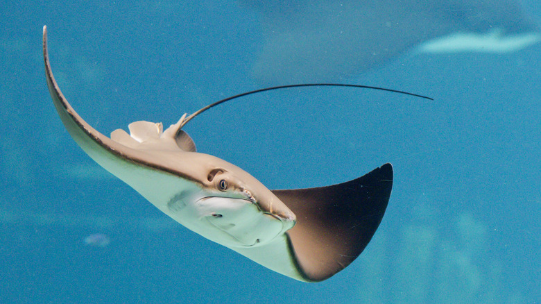 Closeup of swimming stingray 