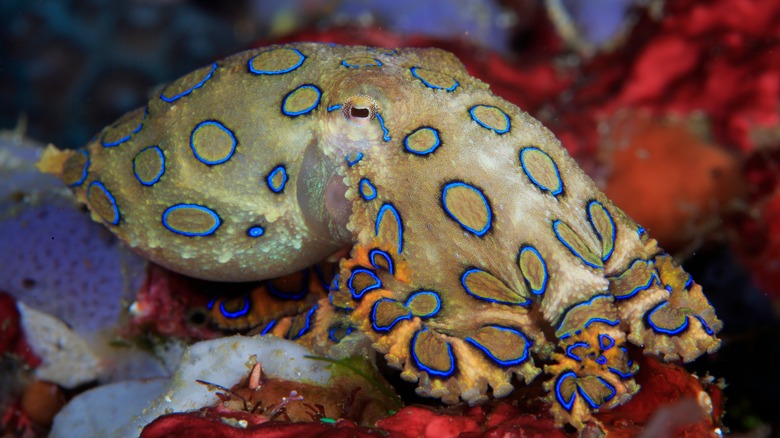 Small blue ringed octopus 