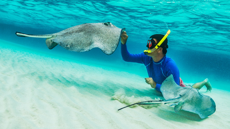 A snorkeler touching a stingray