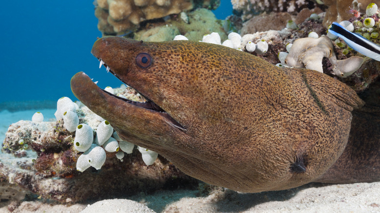 Giant moray looking out of coral cave 