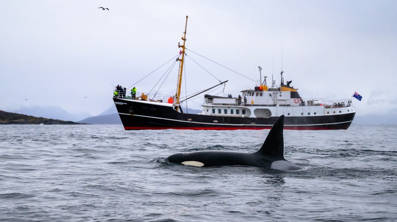 Orca whale nearby a large fishing vessel 