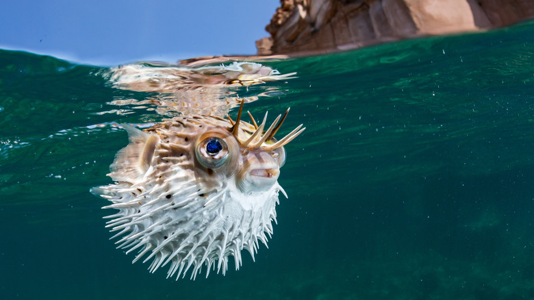 Bloated puffer fish near the shoreline 