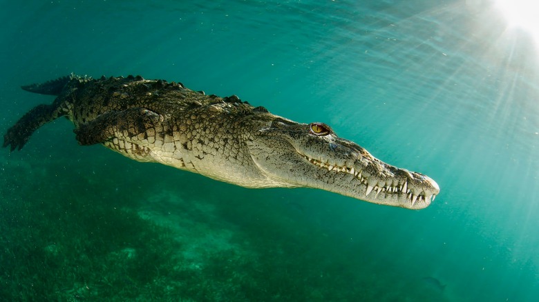 Saltwater crocodile swimming in the shallows 