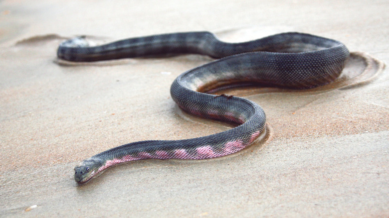 Grey and pink beaked sea snake on wet sand