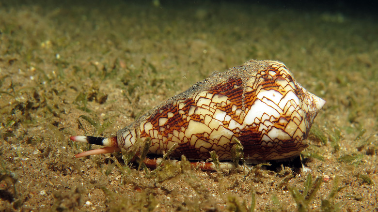 Cone snail moving along the sea bed 