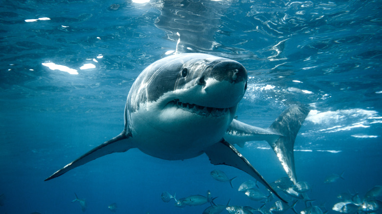 Shallow swimming great white shark