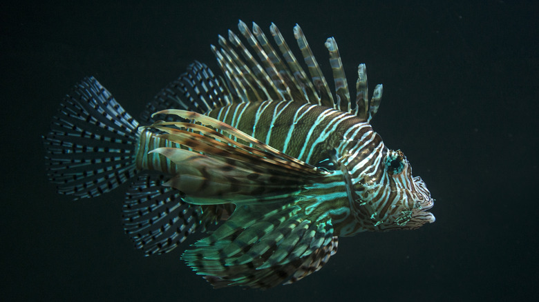 Lionfish closeup 