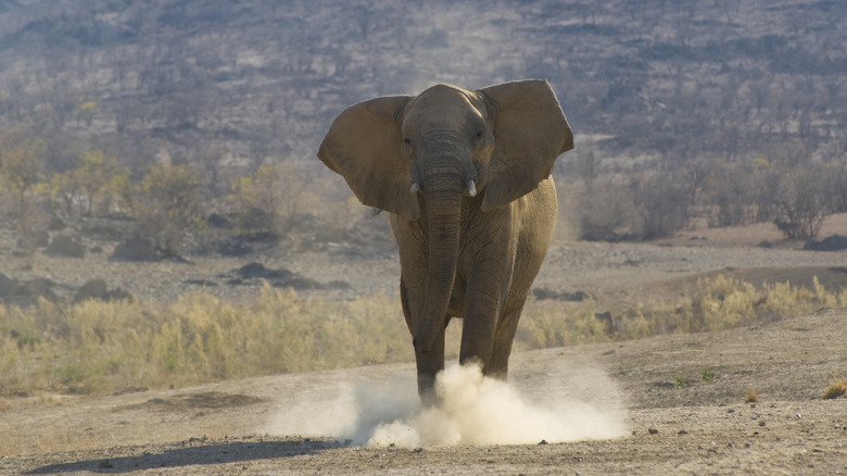 Elephant charging