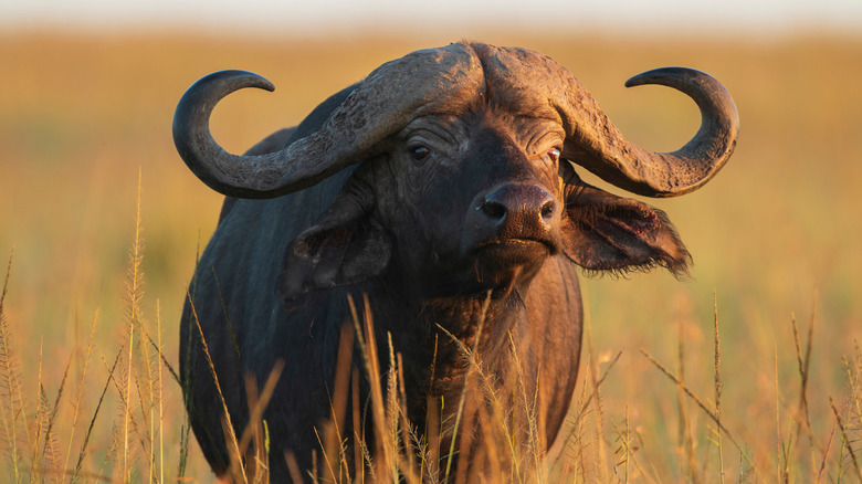 Cape buffalo in long grass