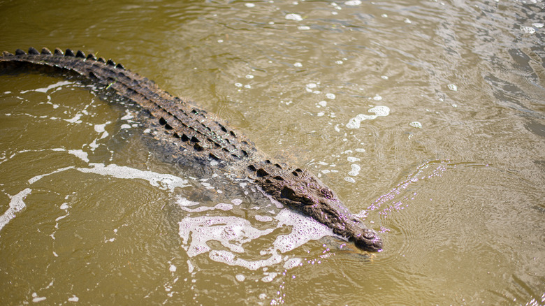 Crocodile in water