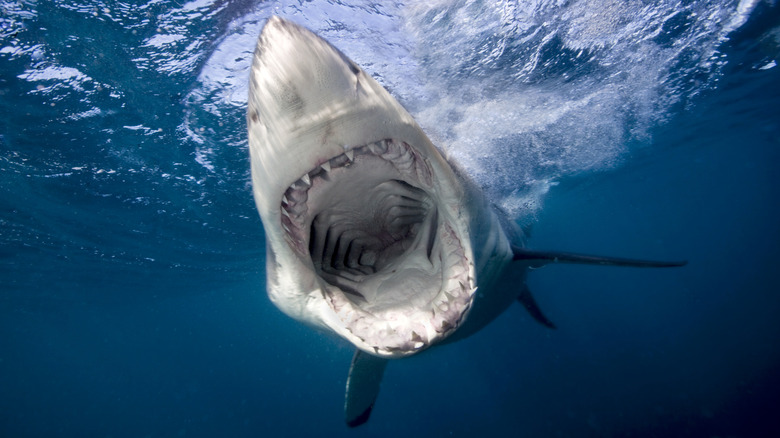 Shark underwater with mouth open