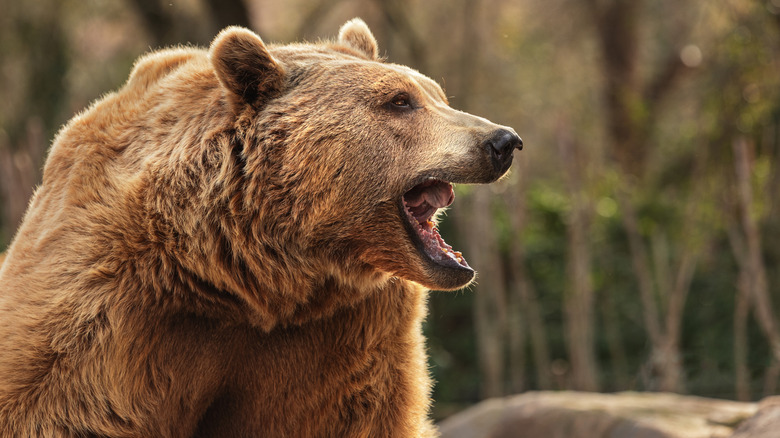 Grizzly bear letting out a growl, close up