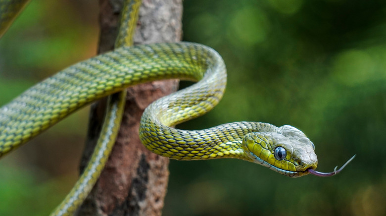 Snake in nature, slithering along branch